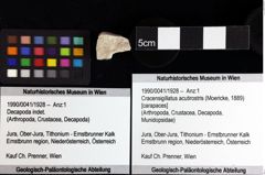 Foto (Objket + Etiketten) von Decapoda indet. 